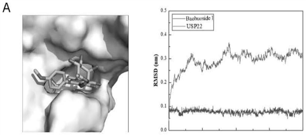 Application of flavonoid USP22 inhibitor in preparation of anti-tumor immune drugs