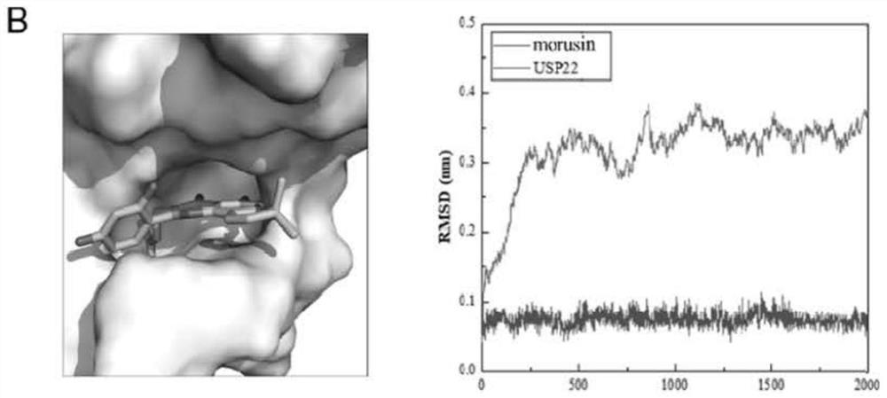 Application of flavonoid USP22 inhibitor in preparation of anti-tumor immune drugs