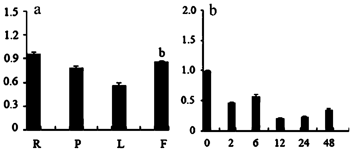 Cymbidium goeringii CgWRKY4 gene and application thereof