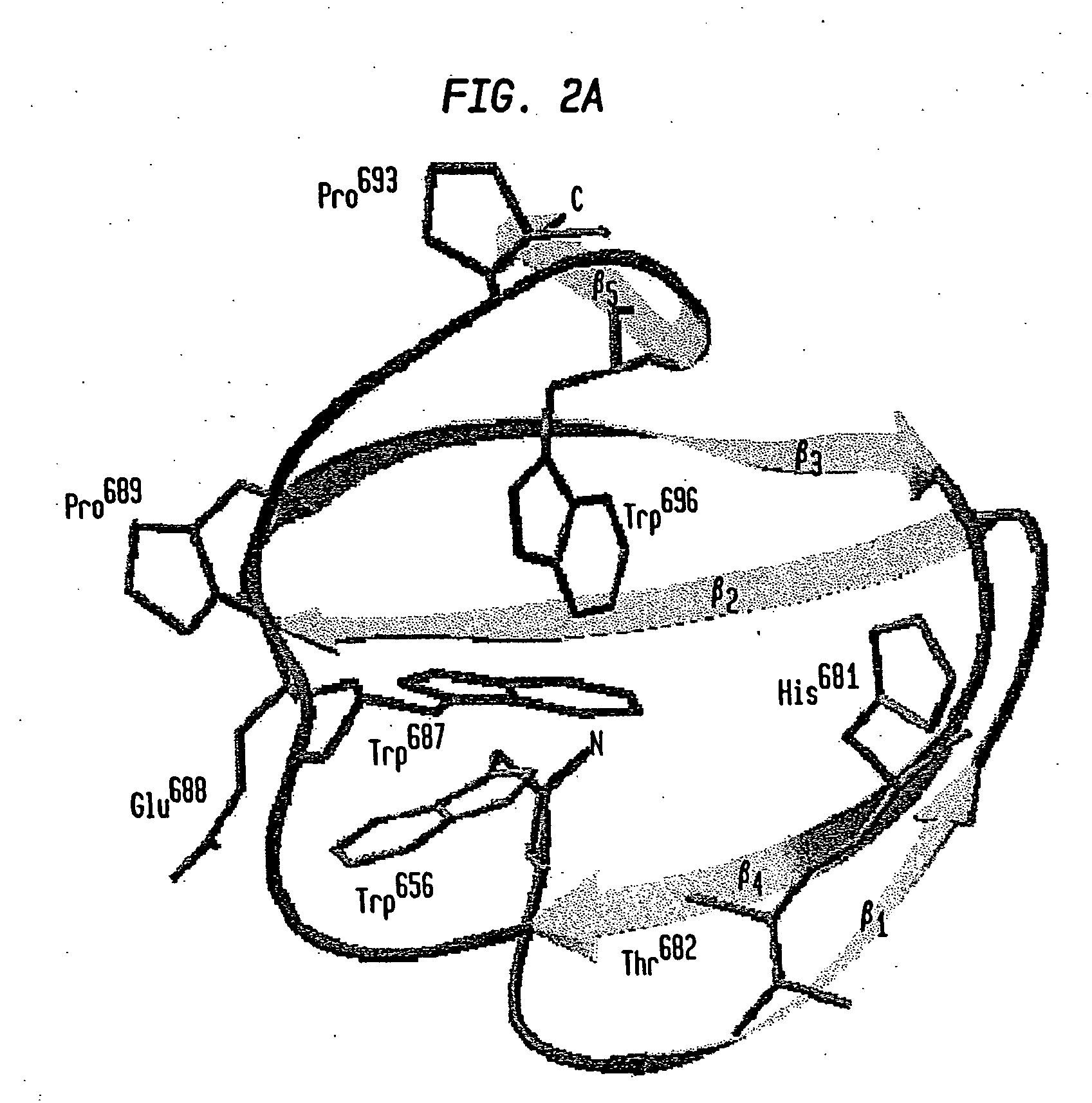 Modified chitin binding domain and uses thereof