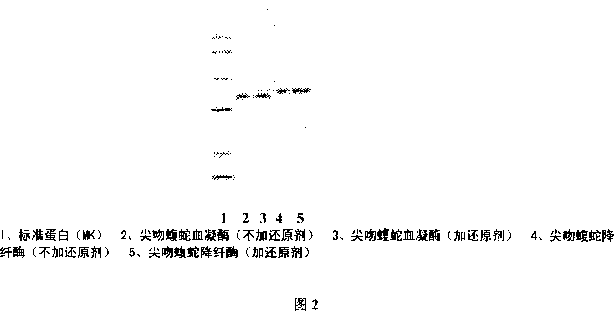 Ahylysantinfarctase 36KD single-stranded haemocoagulase and its preparing method