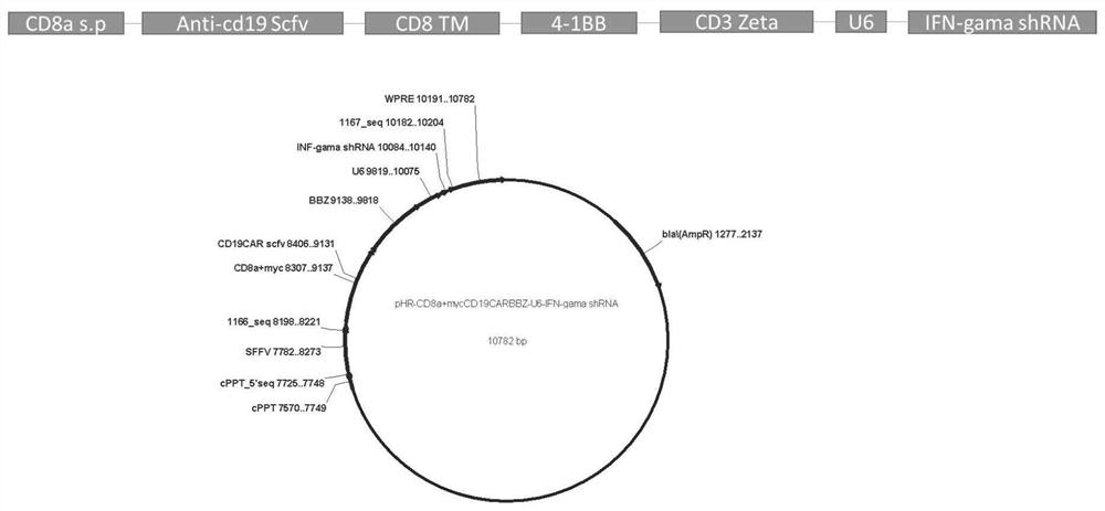 CD19-car-t cell interfering with ifn-gama expression and its application