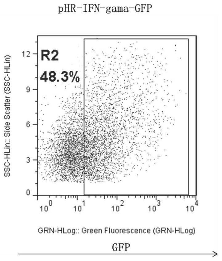 CD19-car-t cell interfering with ifn-gama expression and its application