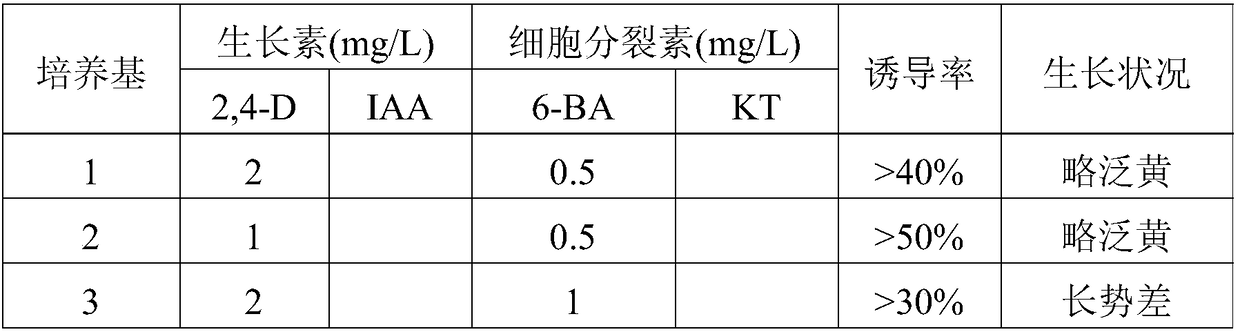 Poplar somatic embryo generation and plant construction method