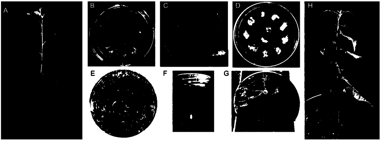 Poplar somatic embryo generation and plant construction method