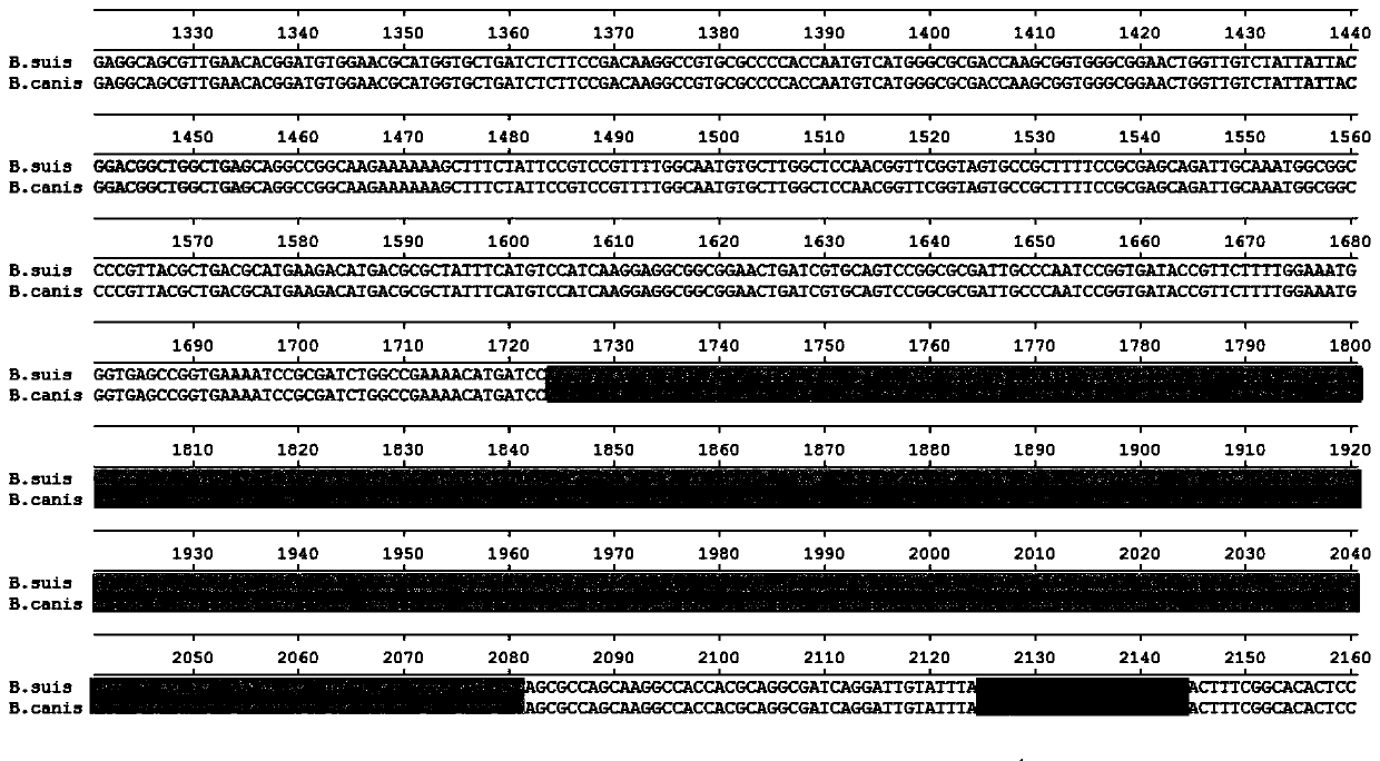 Primer and kit for identifying four brucella in dog and application of primer and kit