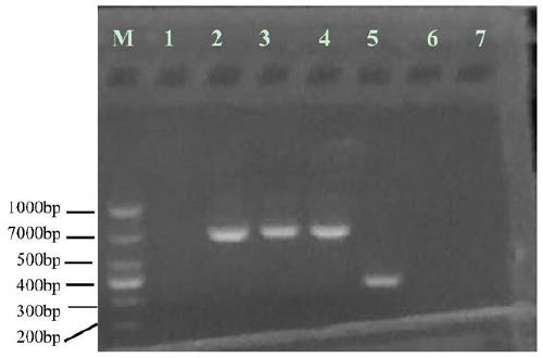 Primer and kit for identifying four brucella in dog and application of primer and kit