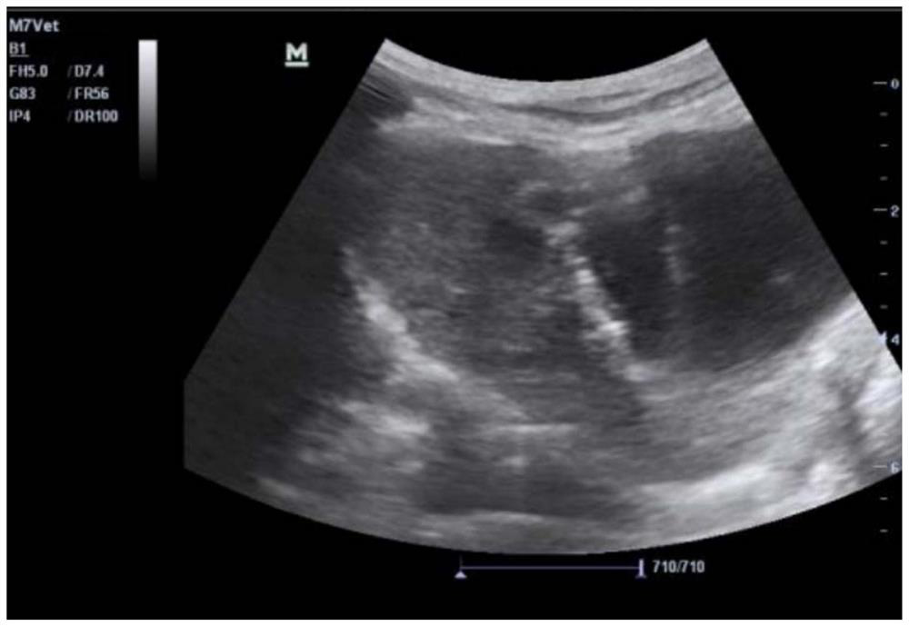 A method for rapidly inducing an animal model of liver fibrosis