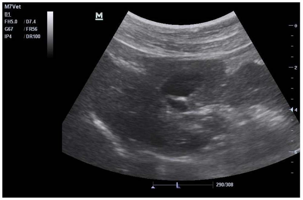 A method for rapidly inducing an animal model of liver fibrosis