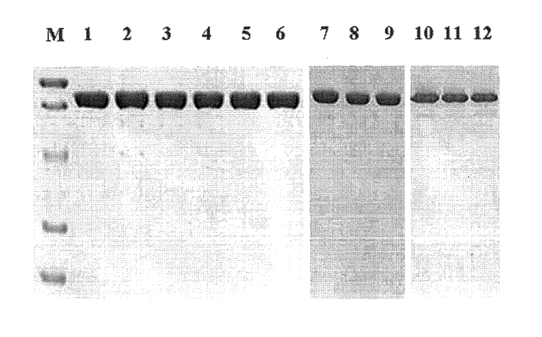 Mutant DNA polymerases and their genes from thermococcus