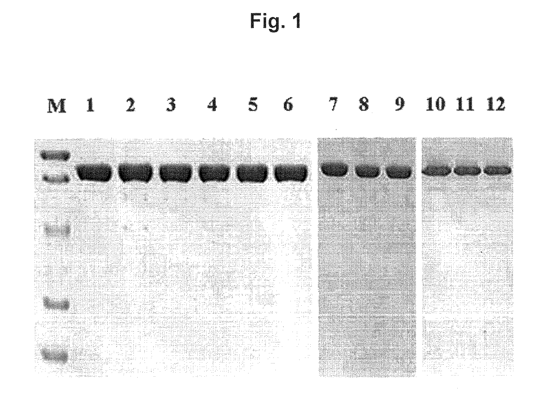 Mutant DNA polymerases and their genes from thermococcus