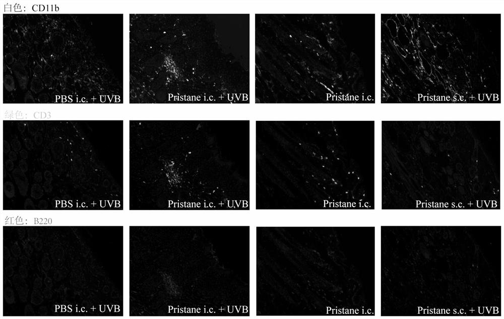 Skin type lupus erythematosus mouse model and construction method and application thereof