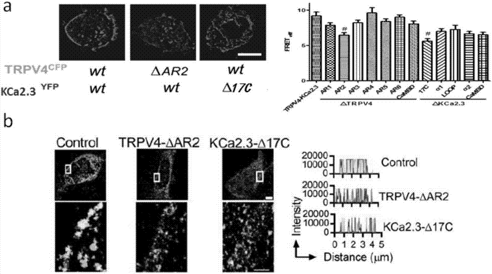 Compound for enhancing coupling degree of complex TRPV4-KCa2.3 and application thereof in resisting hypertension