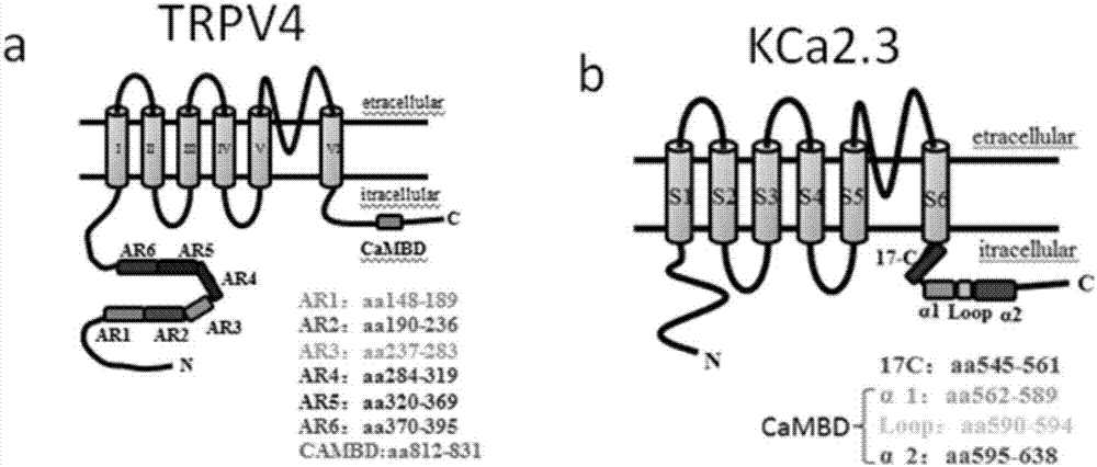 Compound for enhancing coupling degree of complex TRPV4-KCa2.3 and application thereof in resisting hypertension