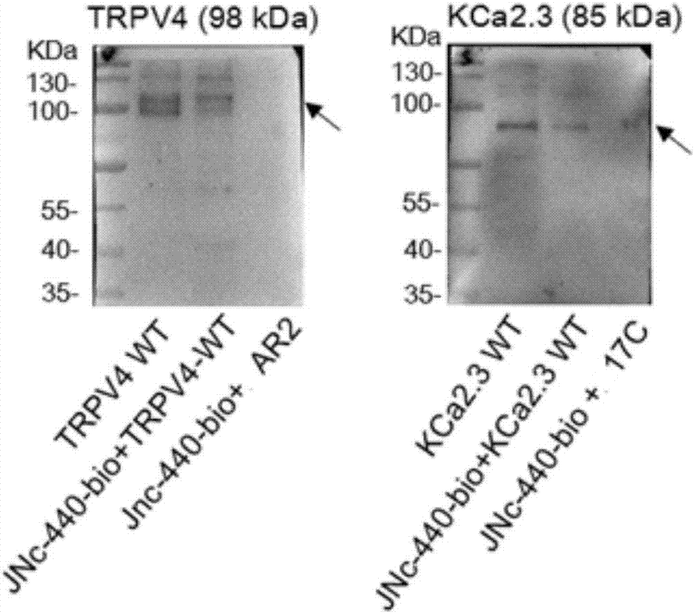 Compound for enhancing coupling degree of complex TRPV4-KCa2.3 and application thereof in resisting hypertension