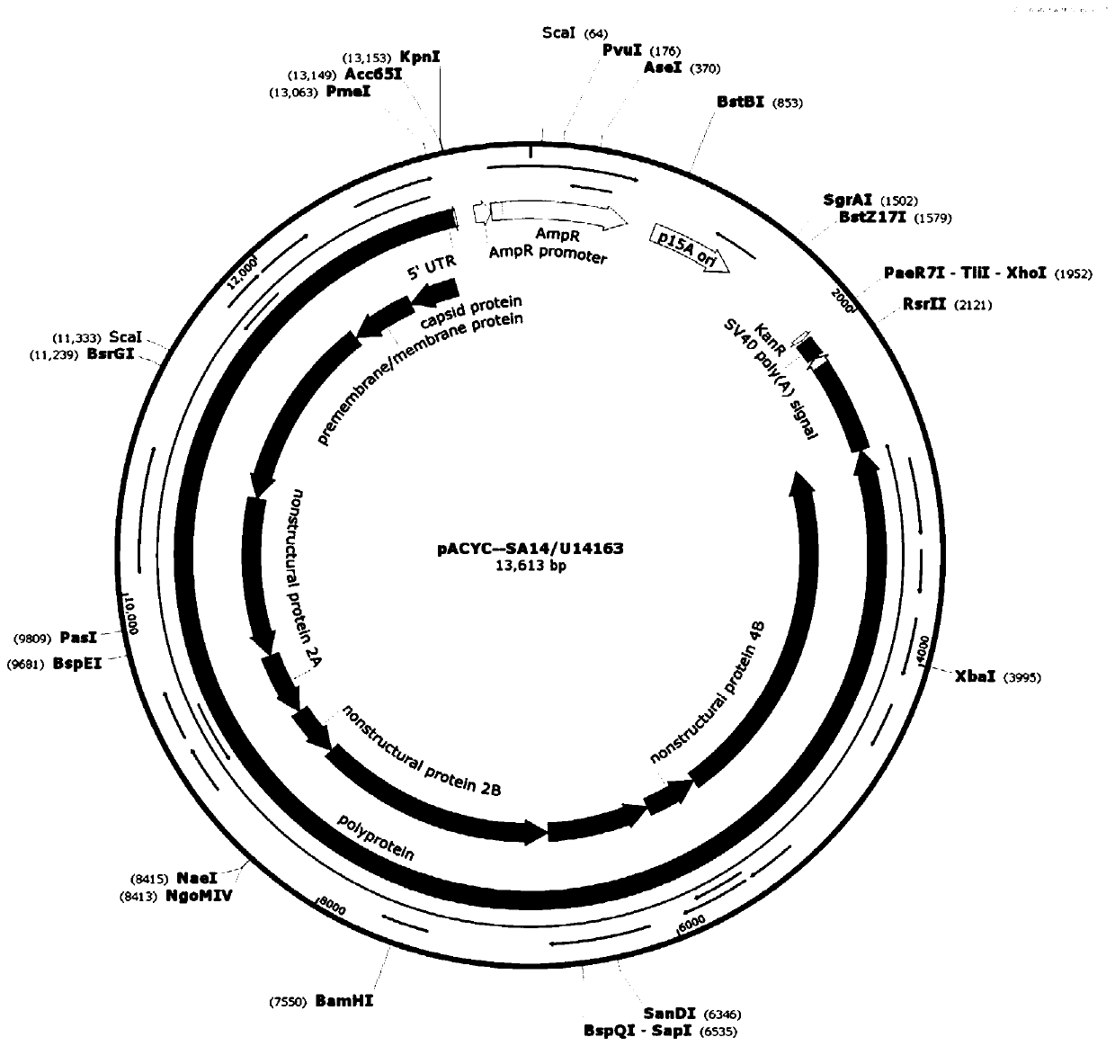 Attenuated JEV (Japanese encephalitis virus) having enhanced replicability, and preparation method and application of attenuated JEV (Japanese encephalitis virus) having enhanced replicability