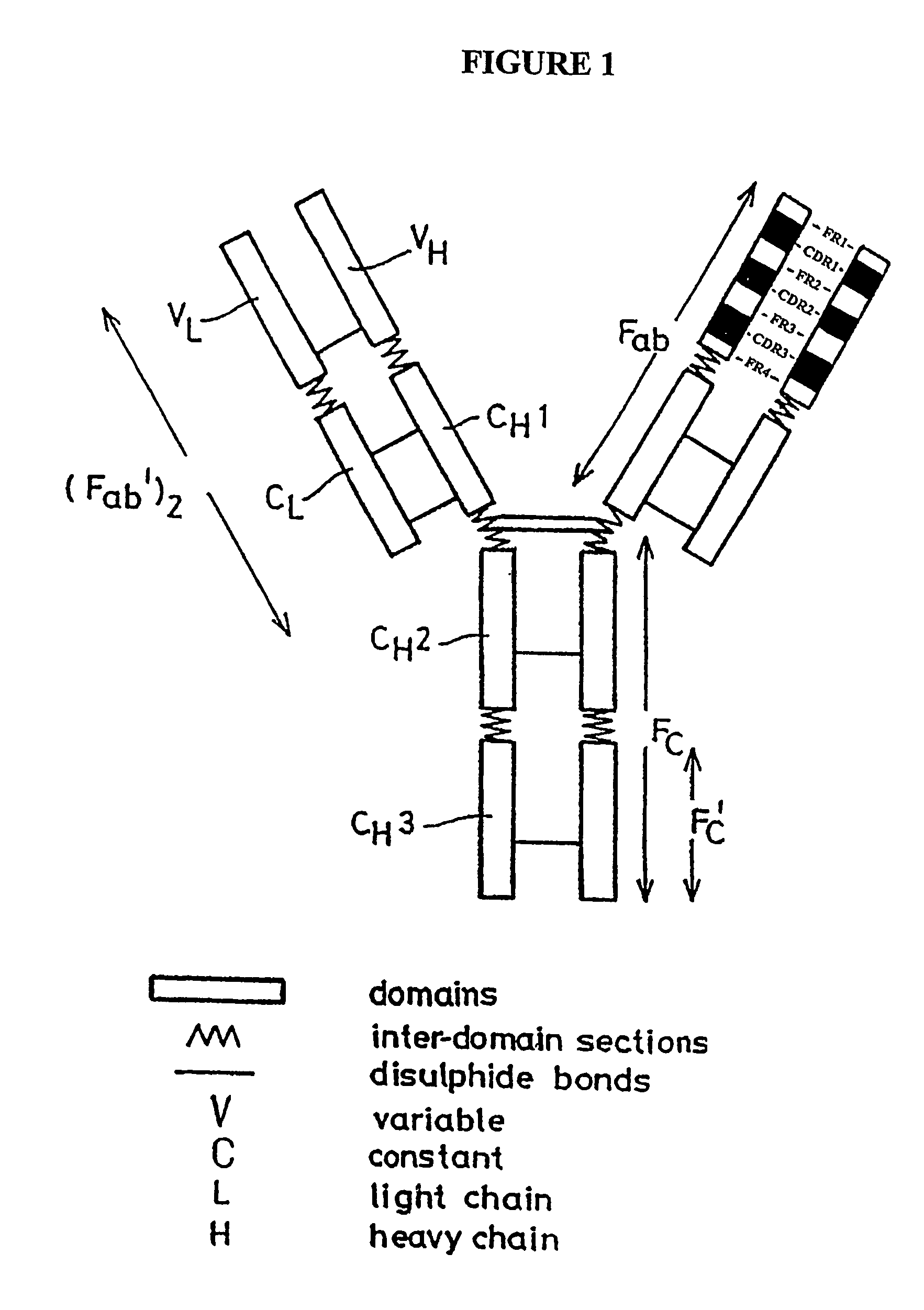 CD20 binding molecules