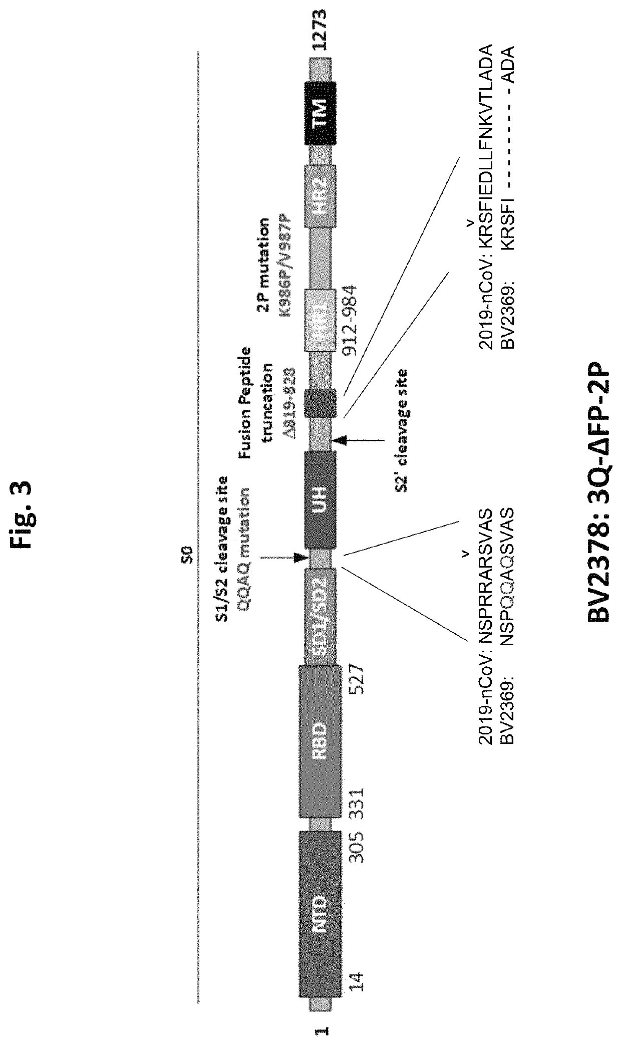 Coronavirus vaccine formulations