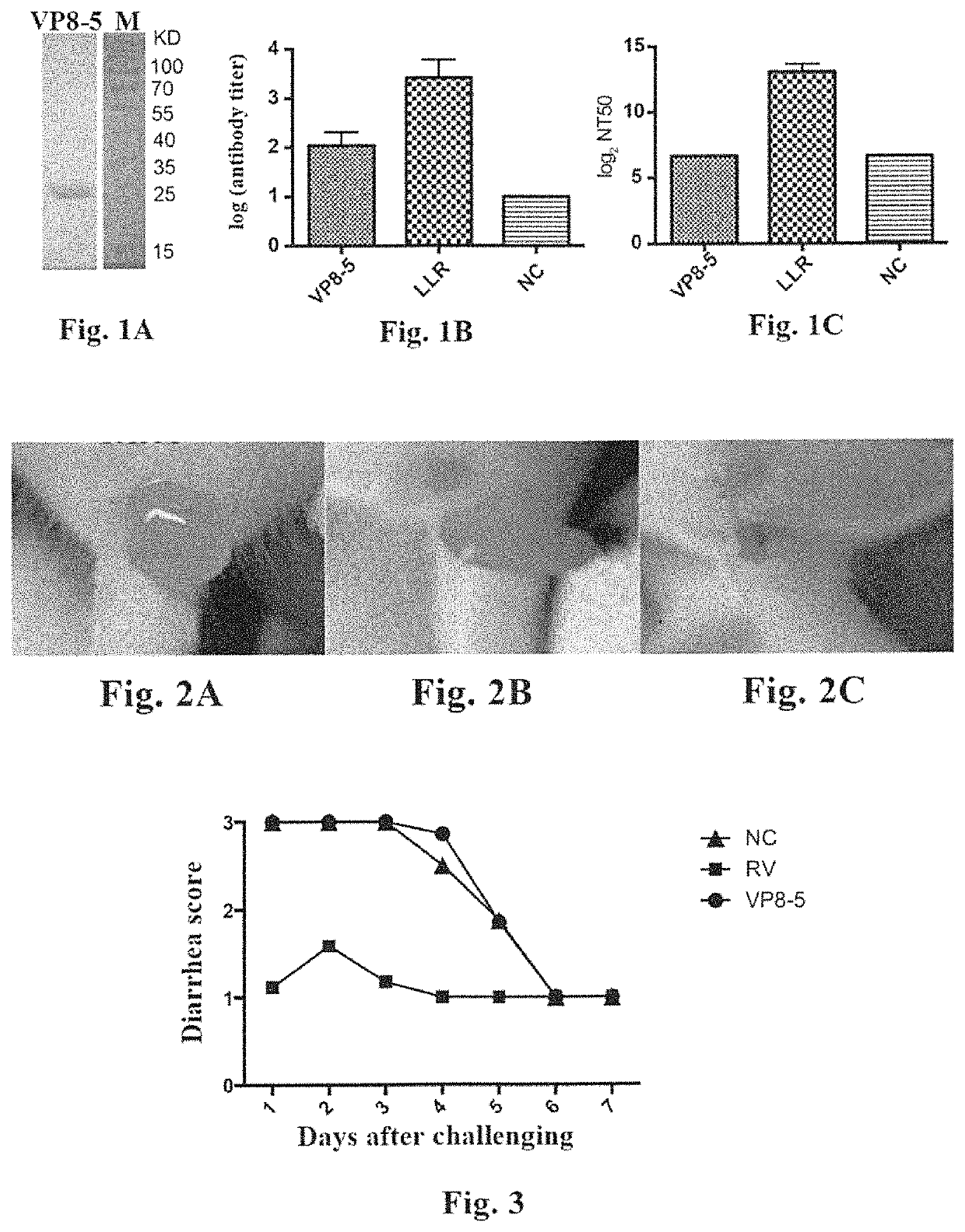 Truncated rotavirus VP4 protein and application thereof