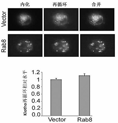 A method for analyzing the role of Rab8 in regulating Klotho expression in non-small cell lung cancer