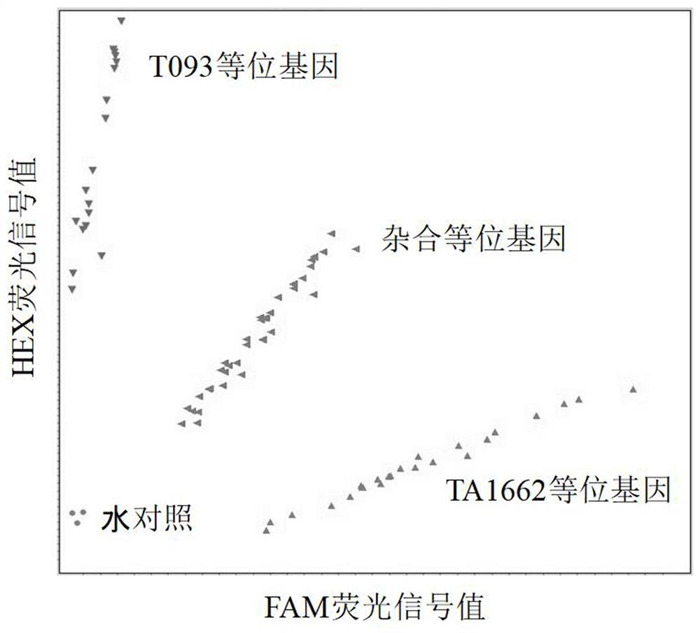 KASP molecular marker co-segregated with powdery mildew resistant gene Pm58 and application of KASP molecular marker