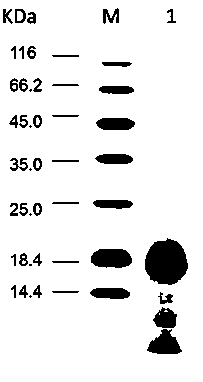 Application of angelica protein to preparation of medicine for assisting tumor therapy