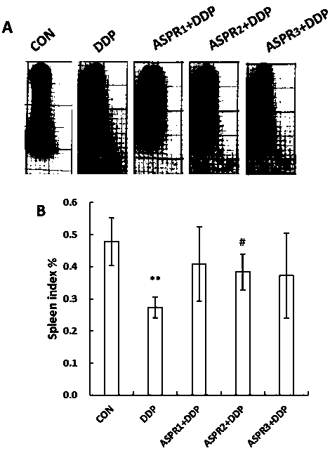 Application of angelica protein to preparation of medicine for assisting tumor therapy