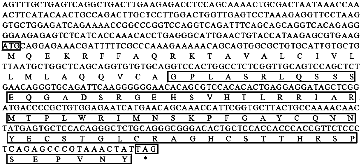 Preparation method of antibacterial peptide gene and encoding peptide and prokaryotic expression thereof Pomfret brandt