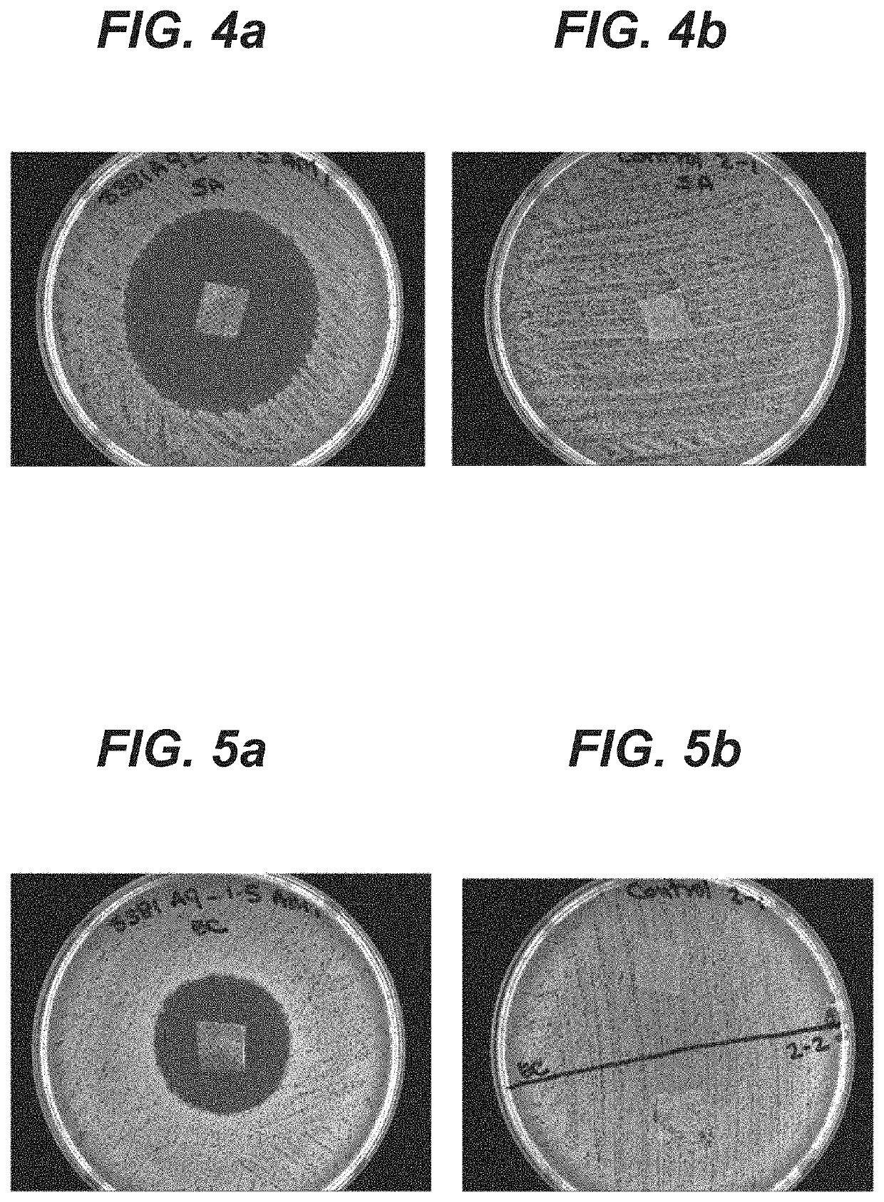 Novel Antimicrobial Topical Skin Closure Compositions and Systems