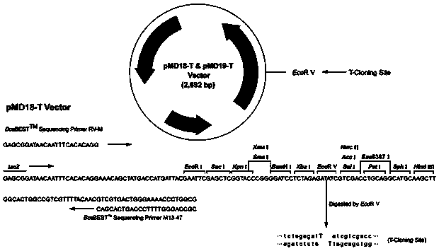 Artificially synthesized waterlogging-resistant gene sSub1A of maize and application thereof