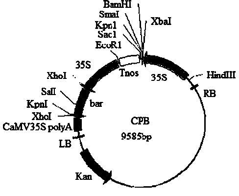 Artificially synthesized waterlogging-resistant gene sSub1A of maize and application thereof