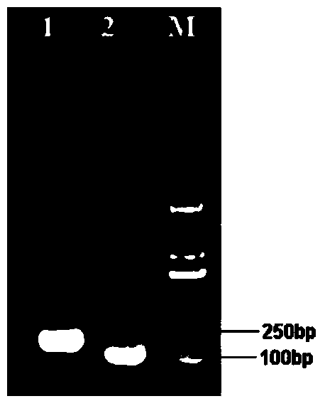 A kind of preparation method of recombinant baculovirus vaccine for prevention and treatment of avian influenza h5n1