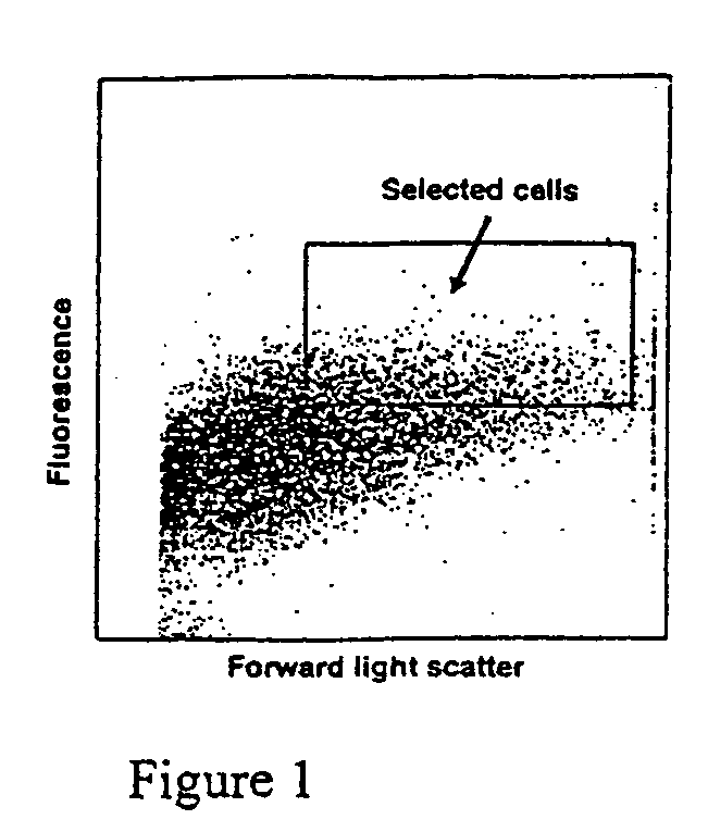 Induction of beta cell differentiation in human cells by stimulation of the GLP-1 receptor