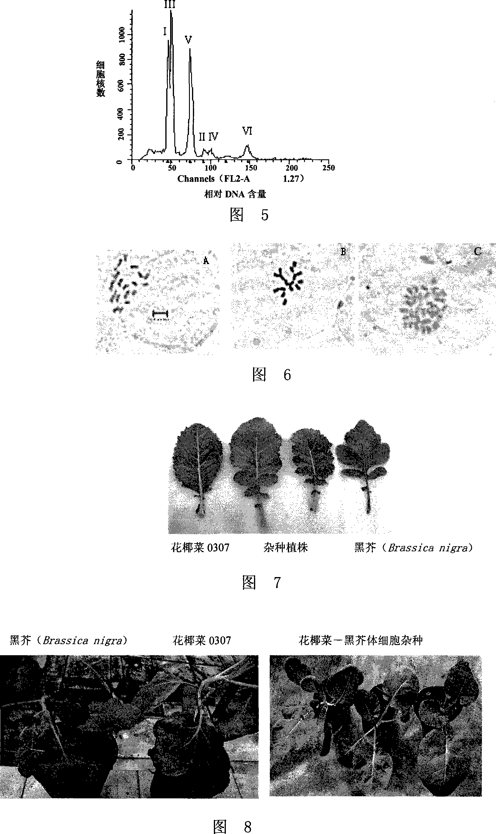 Method for cultivating black rot resisting cabbage vegetable