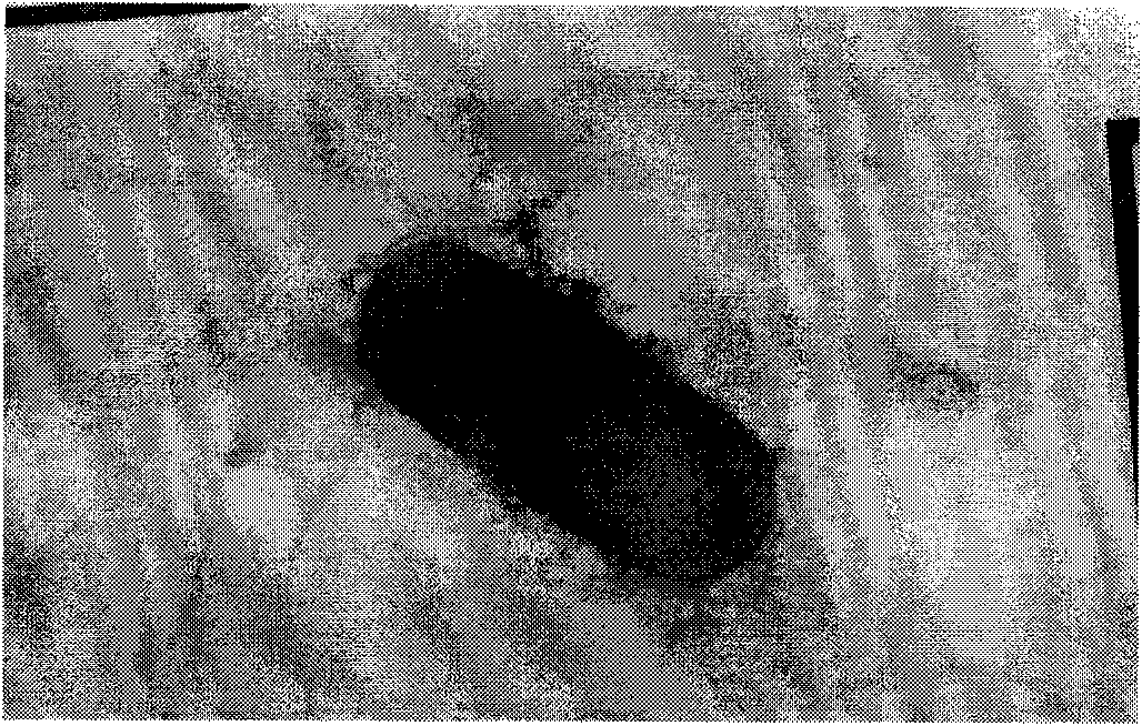 Bacillus subtilis and application thereof