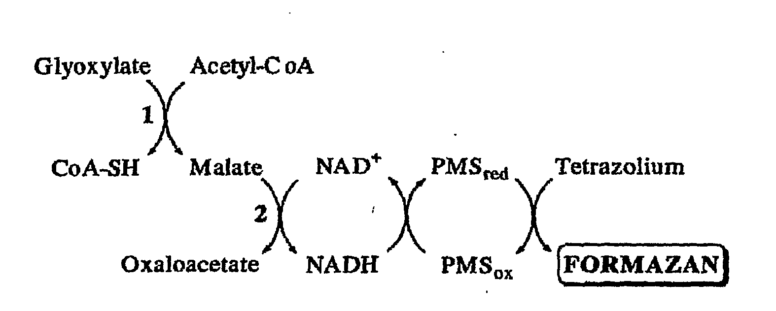 Materials and Methods for Assaying for Glyoxylate