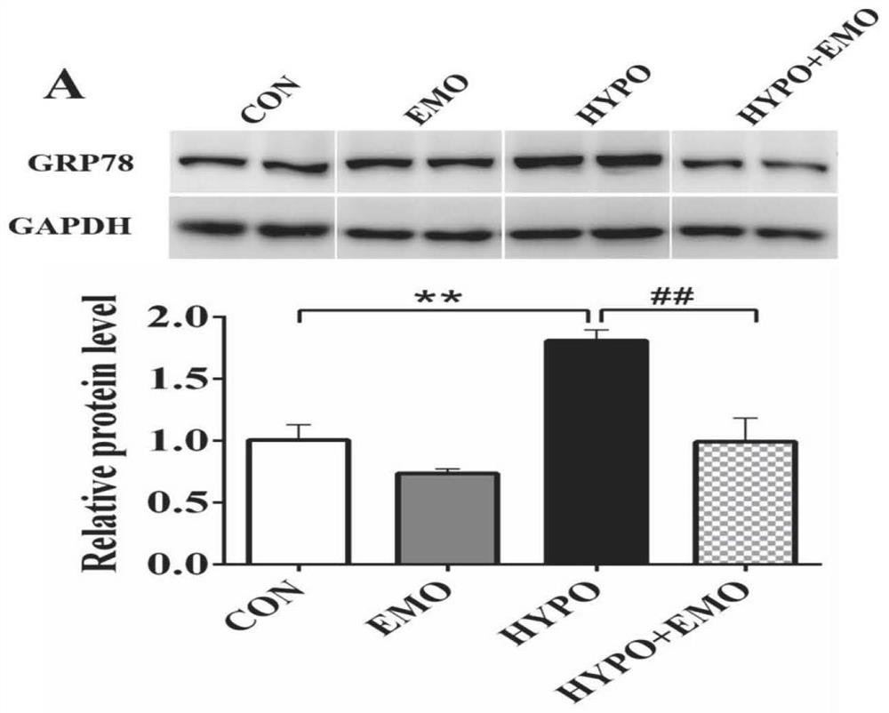 Application of emodin in relieving acute hypoxia-induced fish cell apoptosis