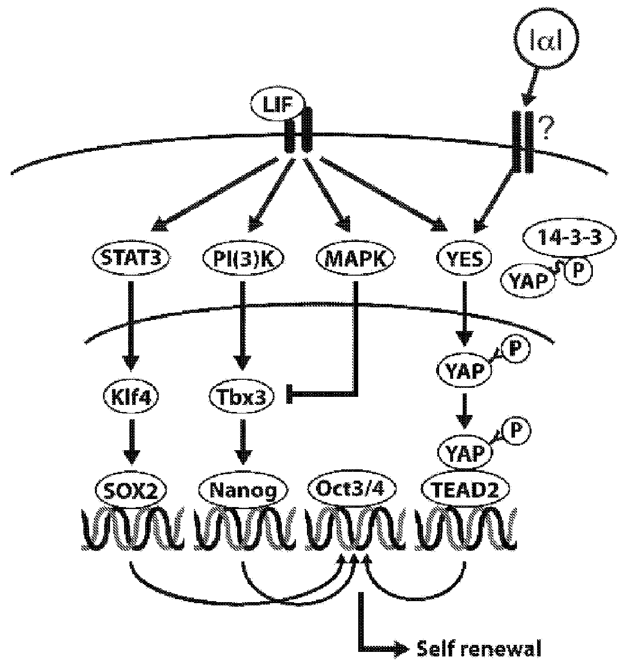 Method for cell culture