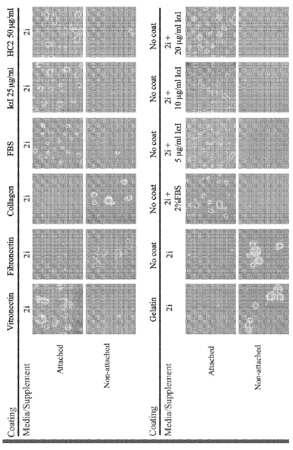 Method for cell culture