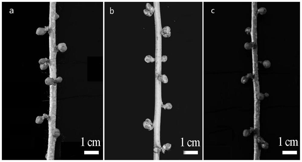 Method for forcing plum blossoms