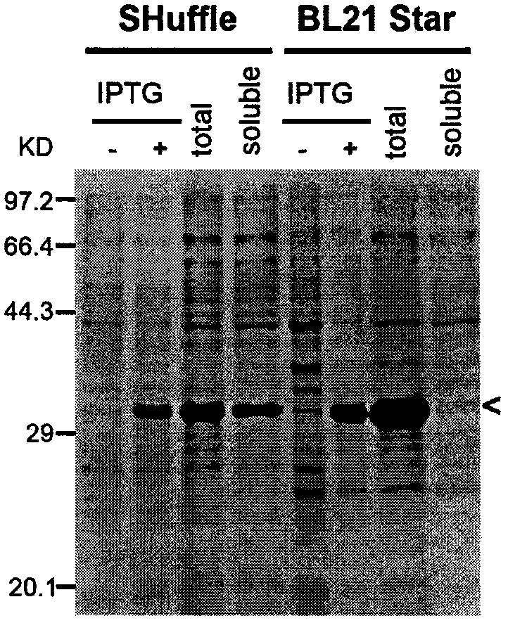 T7 bacteriophage tail fibrin polypeptide and application thereof