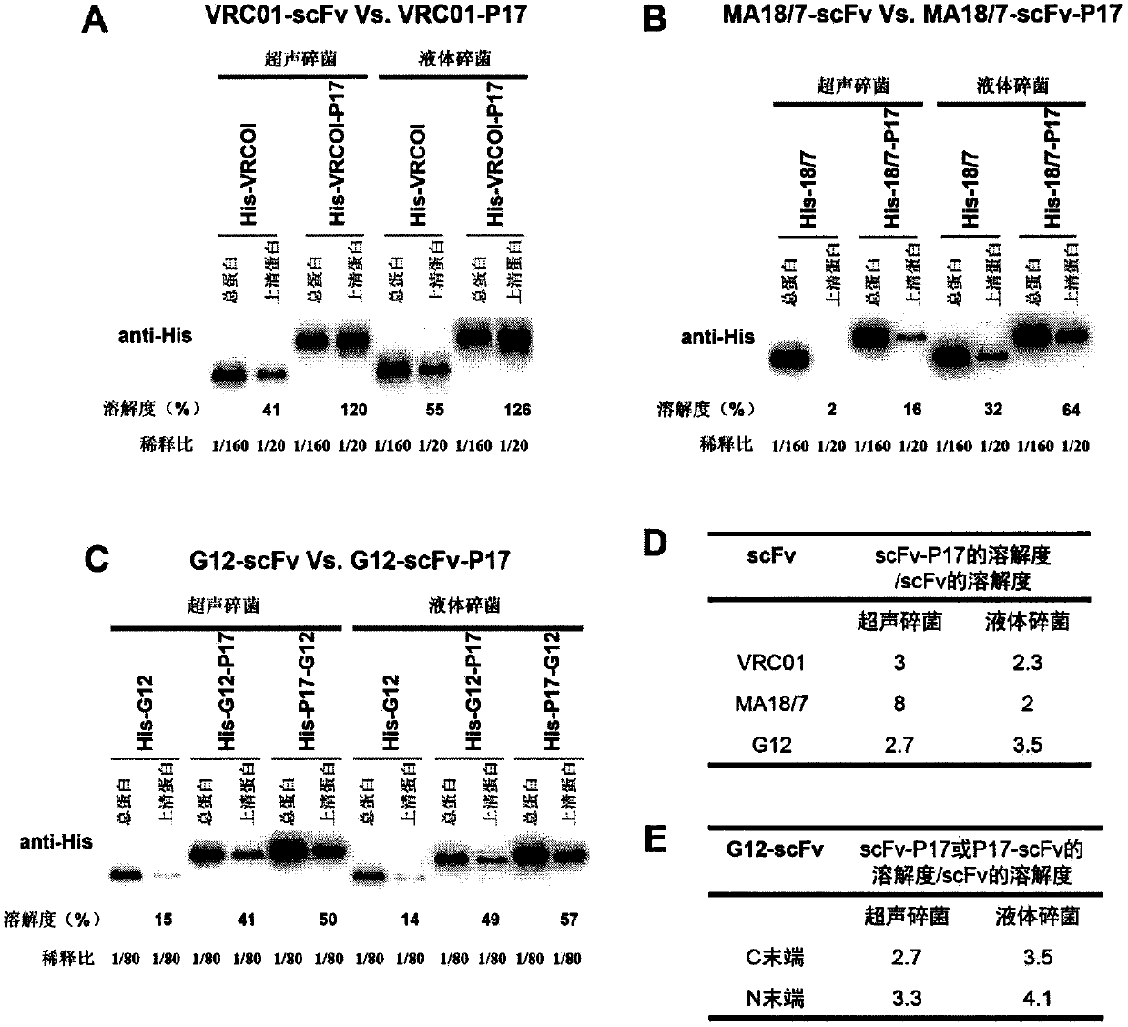 T7 bacteriophage tail fibrin polypeptide and application thereof