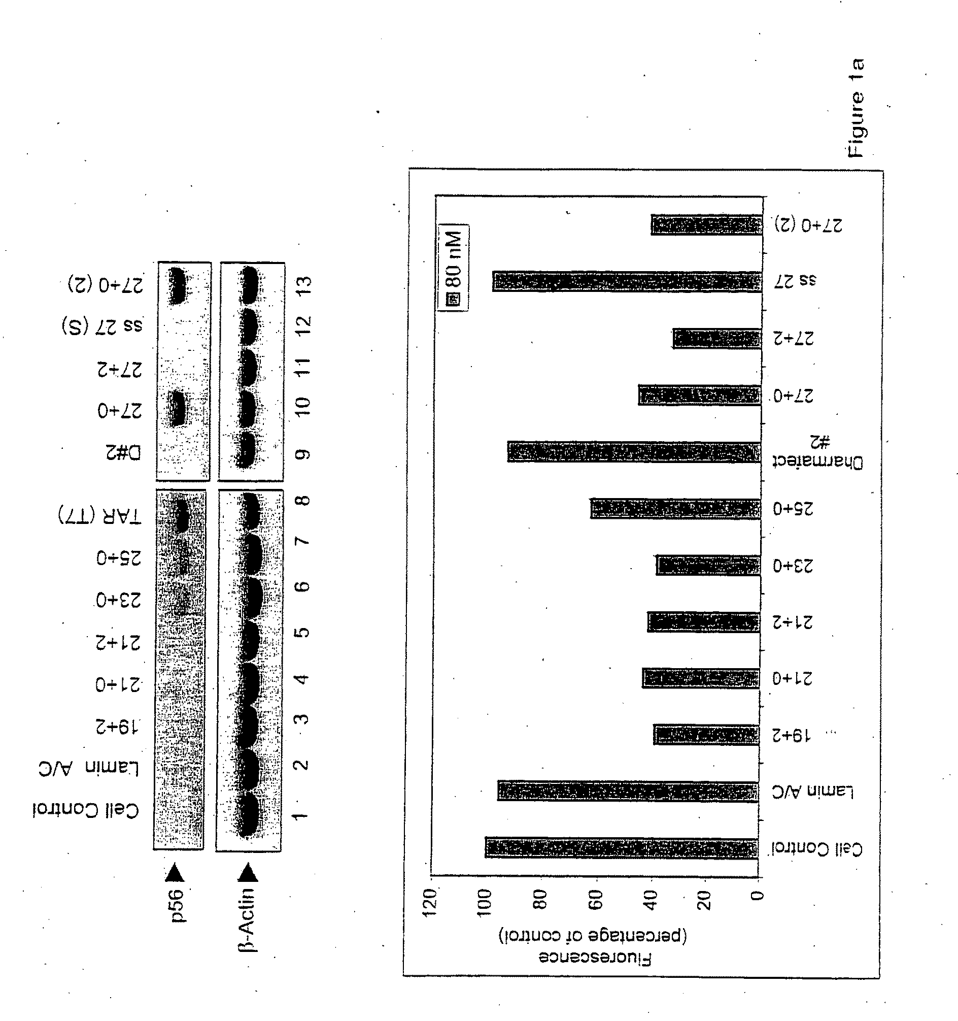 Small interfering RNAS as non-specific drugs