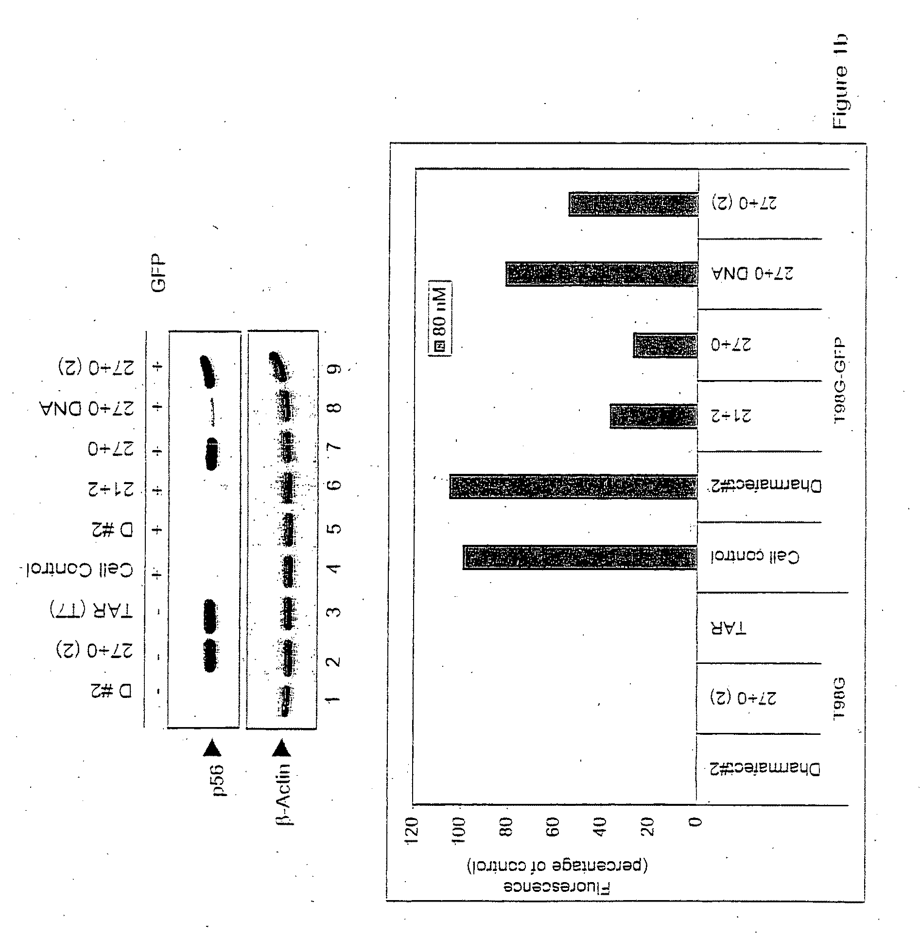 Small interfering RNAS as non-specific drugs