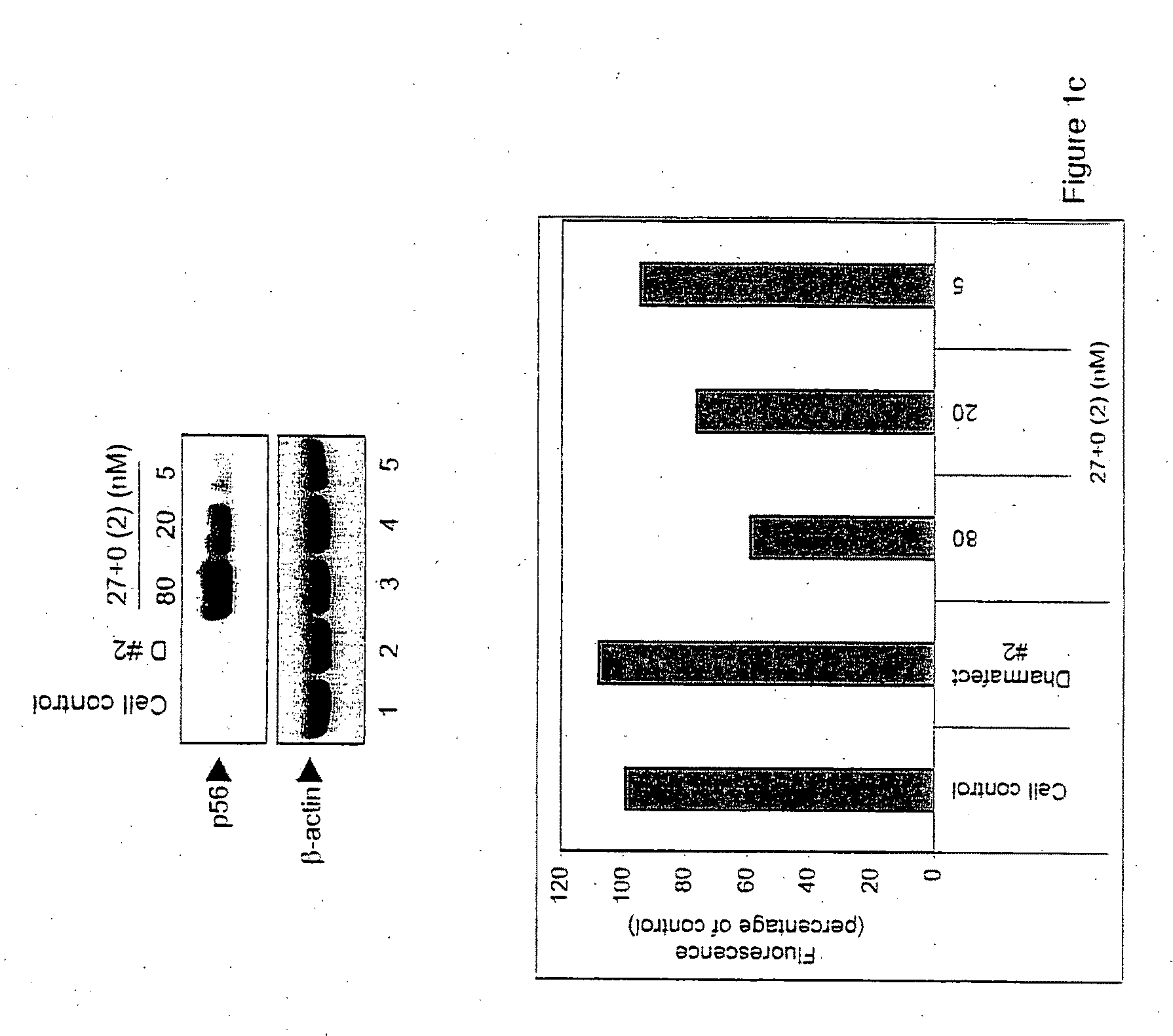 Small interfering RNAS as non-specific drugs