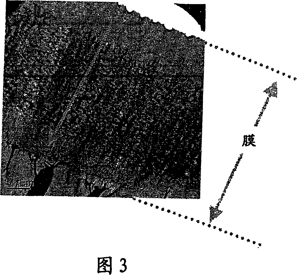 Functional membrane and process for production thereof, and electrolyte membrane for fuel cell and process for production thereof