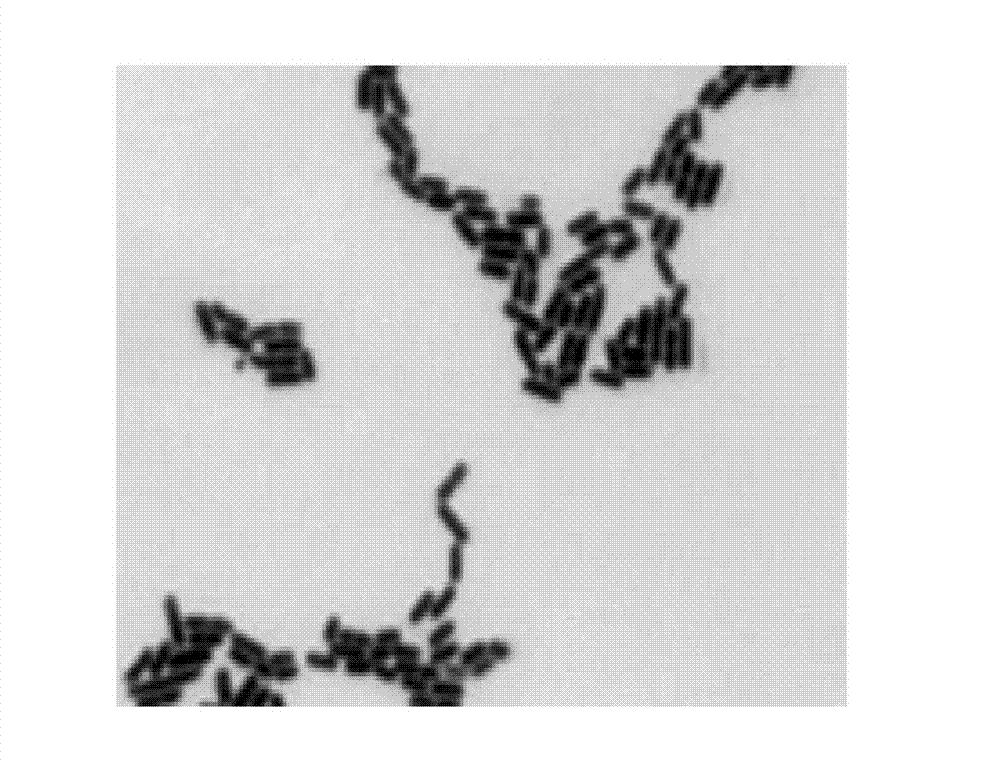 High-activity strain capable of realizing malolactic conversion