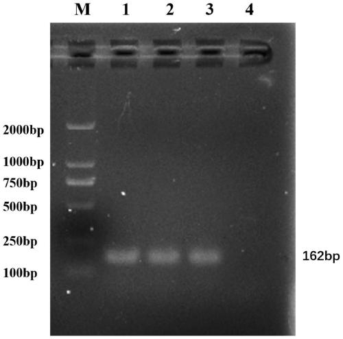 Generic inert carrier escherichia coli and potential application thereof