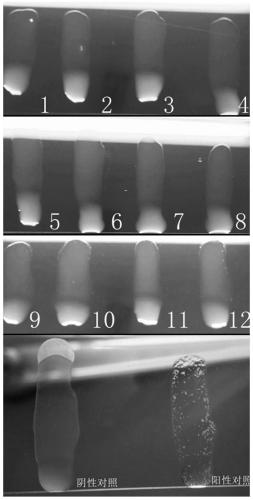 Generic inert carrier escherichia coli and potential application thereof