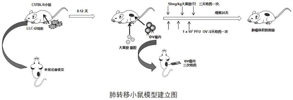 A kind of pharmaceutical composition for treating tumor or cancer and its application